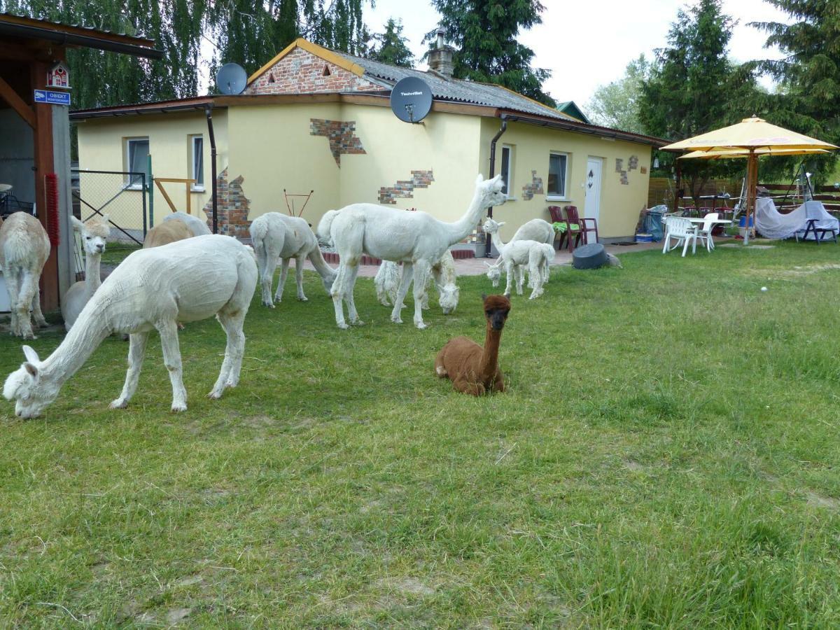 Villa Alpaka-Ranczo Aff Puławy Exterior foto